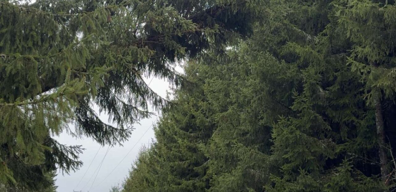 Tre over høyspenningslinje. Foto